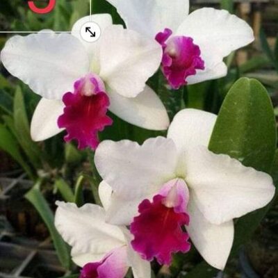 Cattleya 2 lá hoa nhỏ mặt hoa như hình