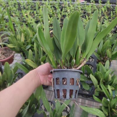 Cattleya 2 lá hoa nhỏ mặt hoa như hình