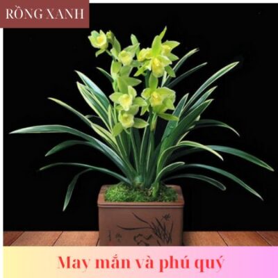 Địa lan Vương Miện Rồng Xanh