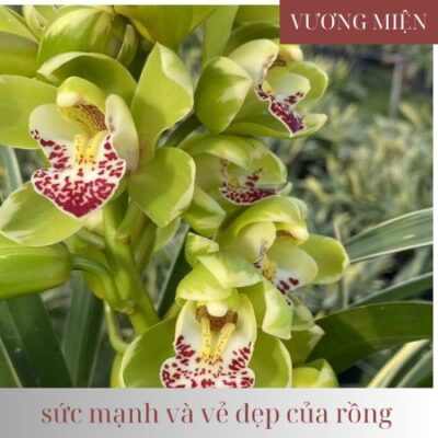 Địa lan Vương Miện Rồng Xanh