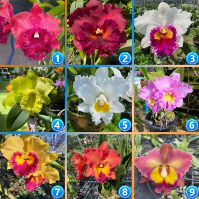 Lan Cattleya